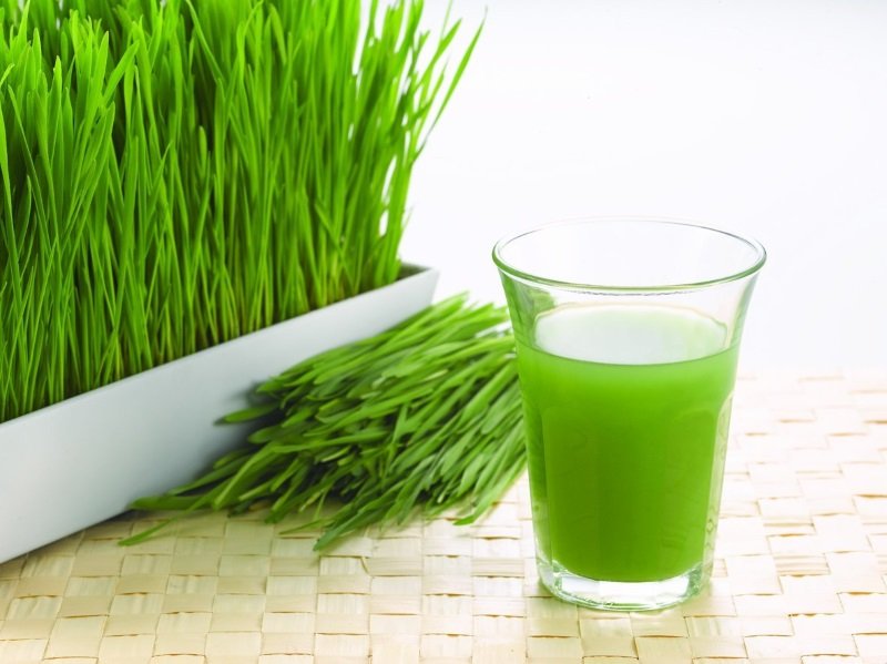 10 Reasons To Drink Wheatgrass Juice Daily - Personalized Diet Plans